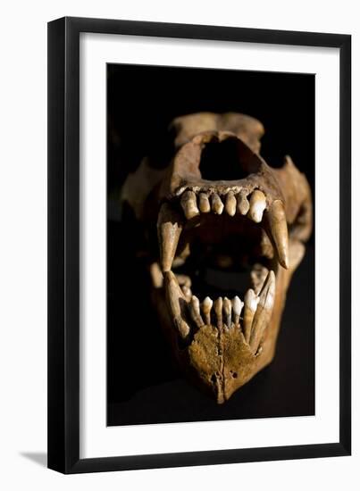 Ural Cave Bear Skull Ursus Uralensis-Paul Stewart-Framed Photographic Print