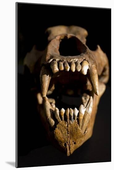 Ural Cave Bear Skull Ursus Uralensis-Paul Stewart-Mounted Photographic Print