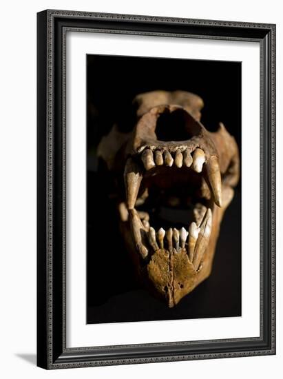 Ural Cave Bear Skull Ursus Uralensis-Paul Stewart-Framed Photographic Print