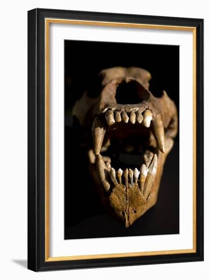 Ural Cave Bear Skull Ursus Uralensis-Paul Stewart-Framed Photographic Print