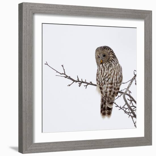 Ural Owl In Natural Habitat (Strix Uralensis)-geanina bechea-Framed Photographic Print