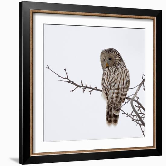 Ural Owl In Natural Habitat (Strix Uralensis)-geanina bechea-Framed Photographic Print