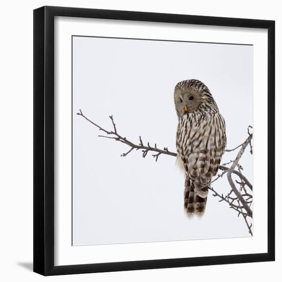 Ural Owl In Natural Habitat (Strix Uralensis)-geanina bechea-Framed Photographic Print