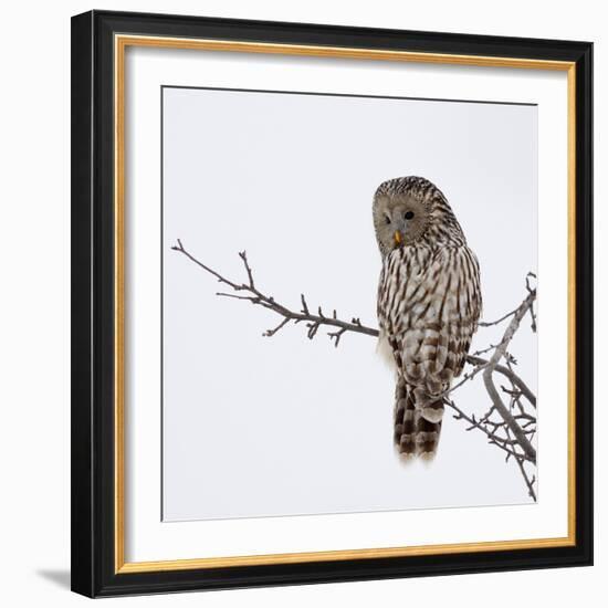 Ural Owl In Natural Habitat (Strix Uralensis)-geanina bechea-Framed Photographic Print