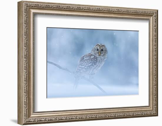 Ural Owl Portrait in Winter Forest, Ural Owl Perched in Winter Forest-null-Framed Photographic Print