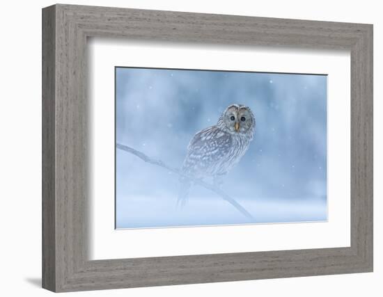 Ural Owl Portrait in Winter Forest, Ural Owl Perched in Winter Forest-null-Framed Photographic Print