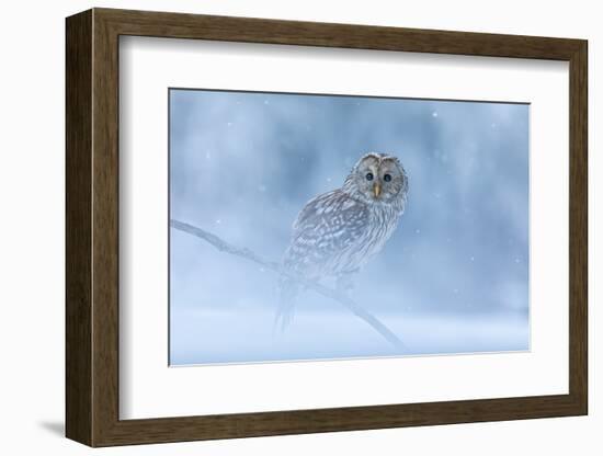 Ural Owl Portrait in Winter Forest, Ural Owl Perched in Winter Forest-null-Framed Photographic Print