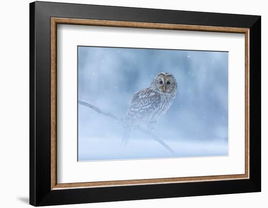 Ural Owl Portrait in Winter Forest, Ural Owl Perched in Winter Forest-null-Framed Photographic Print