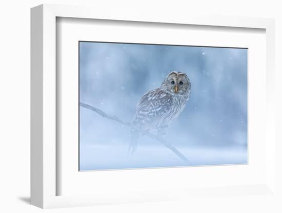 Ural Owl Portrait in Winter Forest, Ural Owl Perched in Winter Forest-null-Framed Photographic Print