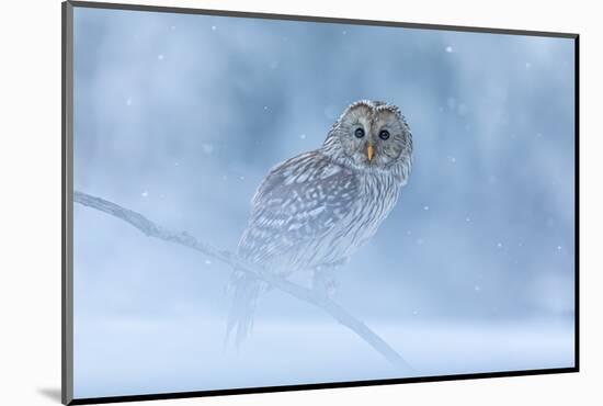 Ural Owl Portrait in Winter Forest, Ural Owl Perched in Winter Forest-null-Mounted Photographic Print