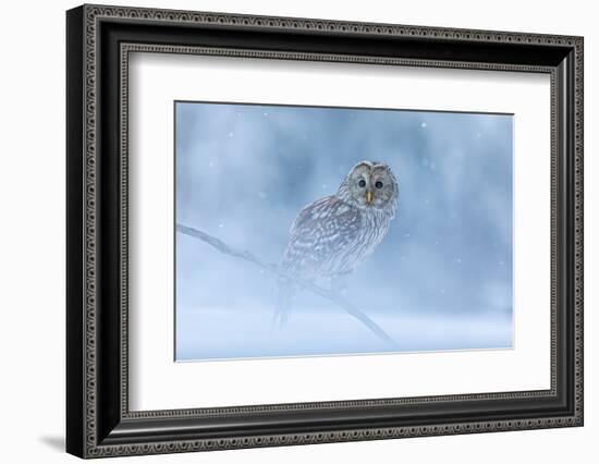 Ural Owl Portrait in Winter Forest, Ural Owl Perched in Winter Forest-null-Framed Photographic Print