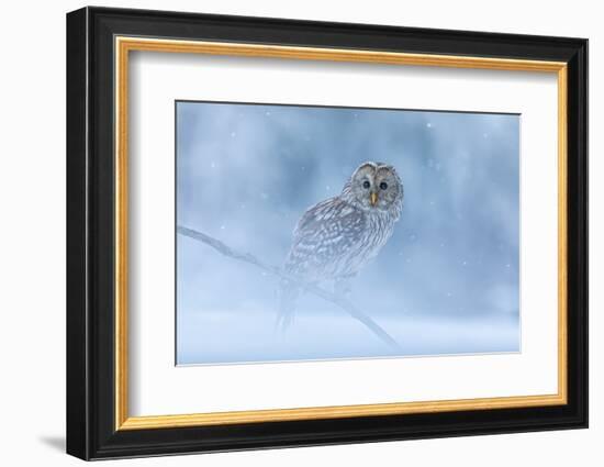 Ural Owl Portrait in Winter Forest, Ural Owl Perched in Winter Forest-null-Framed Photographic Print