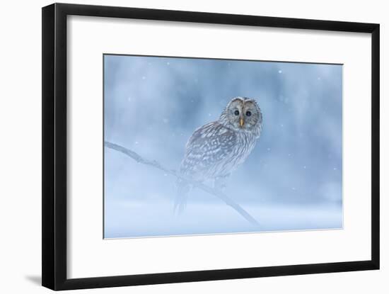 Ural Owl Portrait in Winter Forest, Ural Owl Perched in Winter Forest-null-Framed Photographic Print