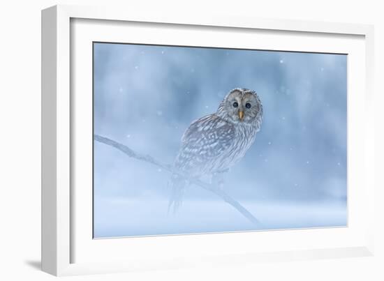 Ural Owl Portrait in Winter Forest, Ural Owl Perched in Winter Forest-null-Framed Photographic Print