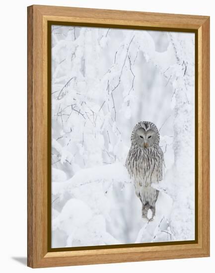 Ural Owl (Stix Uralensis) Resting in Snowy Tree, Kuusamo, Finland-Markus Varesvuo-Framed Premier Image Canvas