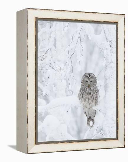 Ural Owl (Stix Uralensis) Resting in Snowy Tree, Kuusamo, Finland-Markus Varesvuo-Framed Premier Image Canvas