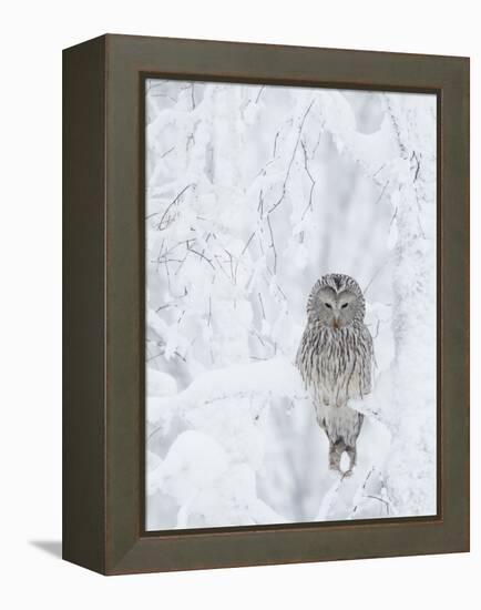 Ural Owl (Stix Uralensis) Resting in Snowy Tree, Kuusamo, Finland-Markus Varesvuo-Framed Premier Image Canvas