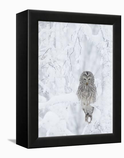 Ural Owl (Stix Uralensis) Resting in Snowy Tree, Kuusamo, Finland-Markus Varesvuo-Framed Premier Image Canvas