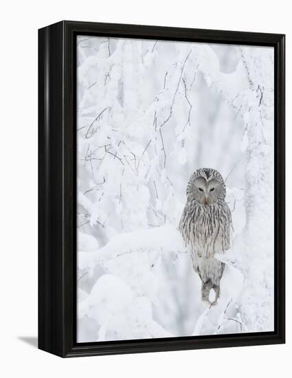 Ural Owl (Stix Uralensis) Resting in Snowy Tree, Kuusamo, Finland-Markus Varesvuo-Framed Premier Image Canvas