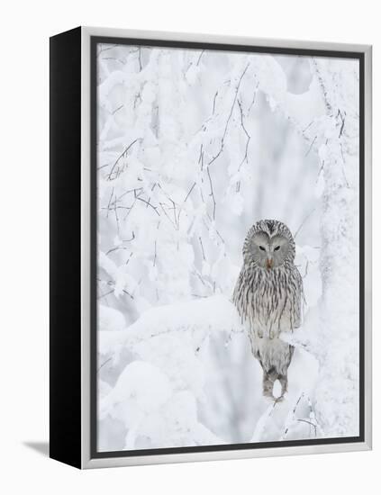 Ural Owl (Stix Uralensis) Resting in Snowy Tree, Kuusamo, Finland-Markus Varesvuo-Framed Premier Image Canvas