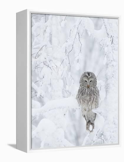 Ural Owl (Stix Uralensis) Resting in Snowy Tree, Kuusamo, Finland-Markus Varesvuo-Framed Premier Image Canvas