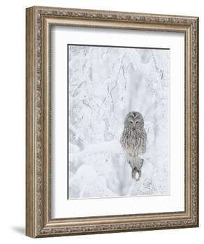 Ural Owl (Stix Uralensis) Resting in Snowy Tree, Kuusamo, Finland-Markus Varesvuo-Framed Photographic Print
