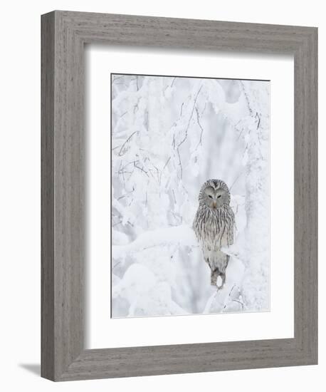 Ural Owl (Stix Uralensis) Resting in Snowy Tree, Kuusamo, Finland-Markus Varesvuo-Framed Photographic Print