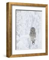 Ural Owl (Stix Uralensis) Resting in Snowy Tree, Kuusamo, Finland-Markus Varesvuo-Framed Photographic Print