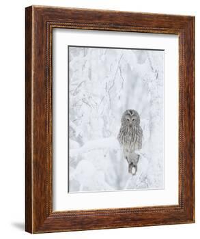 Ural Owl (Stix Uralensis) Resting in Snowy Tree, Kuusamo, Finland-Markus Varesvuo-Framed Photographic Print