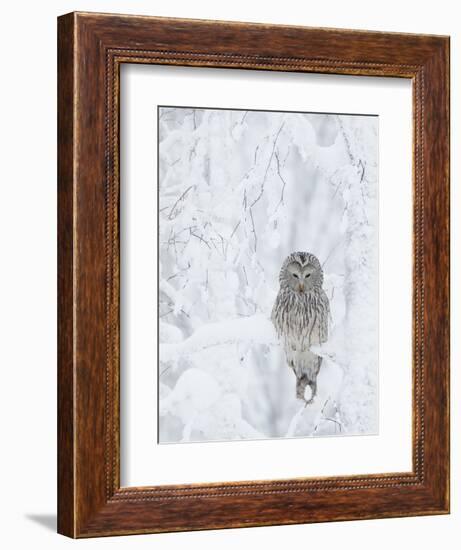 Ural Owl (Stix Uralensis) Resting in Snowy Tree, Kuusamo, Finland-Markus Varesvuo-Framed Photographic Print