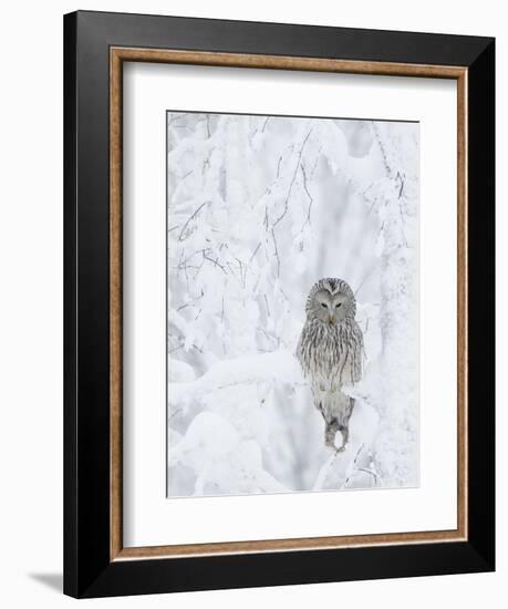 Ural Owl (Stix Uralensis) Resting in Snowy Tree, Kuusamo, Finland-Markus Varesvuo-Framed Photographic Print