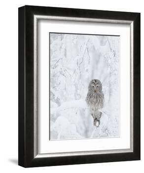 Ural Owl (Stix Uralensis) Resting in Snowy Tree, Kuusamo, Finland-Markus Varesvuo-Framed Photographic Print
