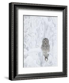 Ural Owl (Stix Uralensis) Resting in Snowy Tree, Kuusamo, Finland-Markus Varesvuo-Framed Photographic Print