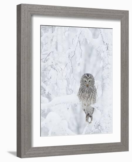 Ural Owl (Stix Uralensis) Resting in Snowy Tree, Kuusamo, Finland-Markus Varesvuo-Framed Photographic Print