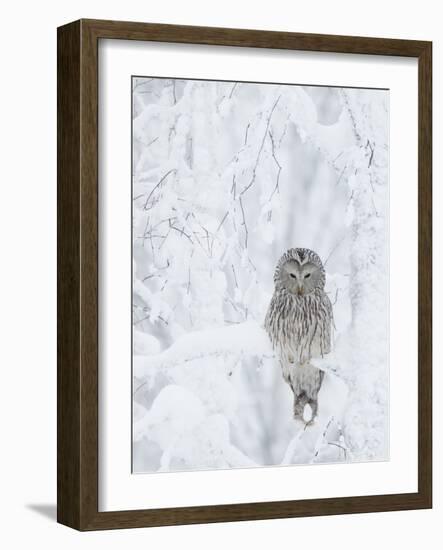 Ural Owl (Stix Uralensis) Resting in Snowy Tree, Kuusamo, Finland-Markus Varesvuo-Framed Photographic Print