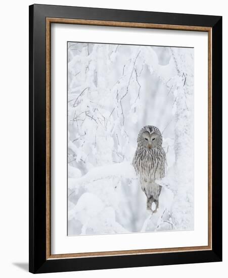 Ural Owl (Stix Uralensis) Resting in Snowy Tree, Kuusamo, Finland-Markus Varesvuo-Framed Photographic Print