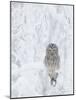 Ural Owl (Stix Uralensis) Resting in Snowy Tree, Kuusamo, Finland-Markus Varesvuo-Mounted Photographic Print