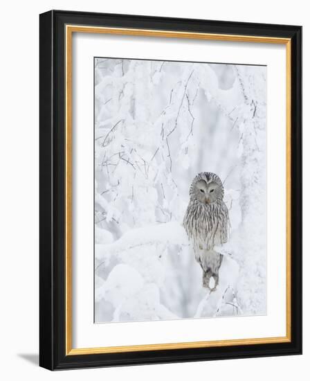 Ural Owl (Stix Uralensis) Resting in Snowy Tree, Kuusamo, Finland-Markus Varesvuo-Framed Photographic Print