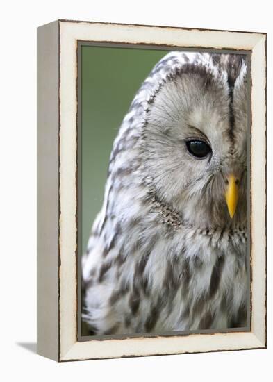 Ural Owl (Strix Uralensis) Close-Up Portrait, Bergslagen, Sweden, June 2009-Cairns-Framed Premier Image Canvas