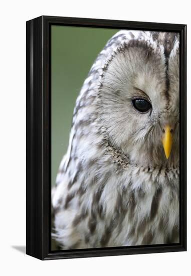 Ural Owl (Strix Uralensis) Close-Up Portrait, Bergslagen, Sweden, June 2009-Cairns-Framed Premier Image Canvas