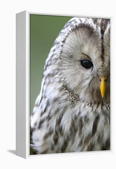 Ural Owl (Strix Uralensis) Close-Up Portrait, Bergslagen, Sweden, June 2009-Cairns-Framed Premier Image Canvas