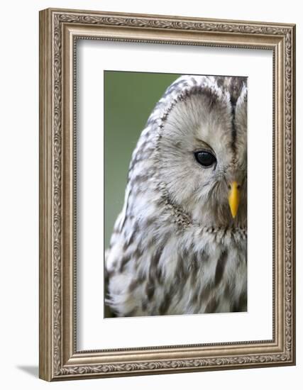 Ural Owl (Strix Uralensis) Close-Up Portrait, Bergslagen, Sweden, June 2009-Cairns-Framed Photographic Print