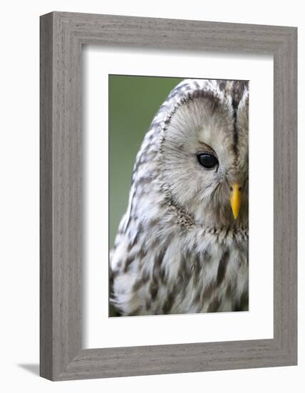 Ural Owl (Strix Uralensis) Close-Up Portrait, Bergslagen, Sweden, June 2009-Cairns-Framed Photographic Print