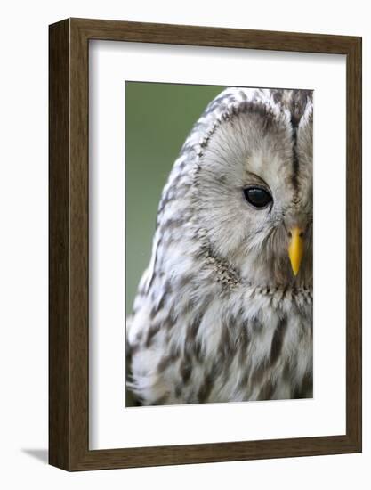 Ural Owl (Strix Uralensis) Close-Up Portrait, Bergslagen, Sweden, June 2009-Cairns-Framed Photographic Print