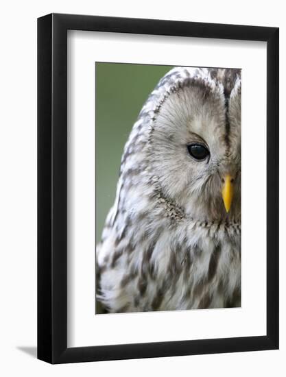 Ural Owl (Strix Uralensis) Close-Up Portrait, Bergslagen, Sweden, June 2009-Cairns-Framed Photographic Print