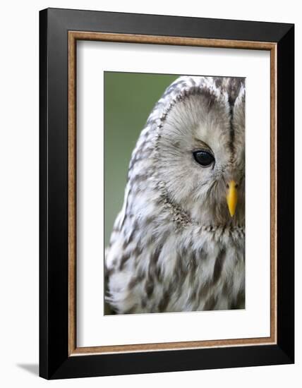 Ural Owl (Strix Uralensis) Close-Up Portrait, Bergslagen, Sweden, June 2009-Cairns-Framed Photographic Print