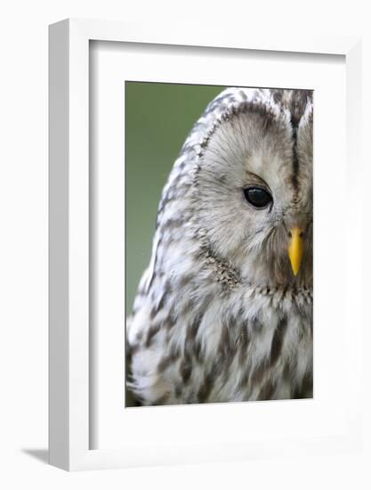 Ural Owl (Strix Uralensis) Close-Up Portrait, Bergslagen, Sweden, June 2009-Cairns-Framed Photographic Print