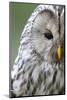 Ural Owl (Strix Uralensis) Close-Up Portrait, Bergslagen, Sweden, June 2009-Cairns-Mounted Photographic Print