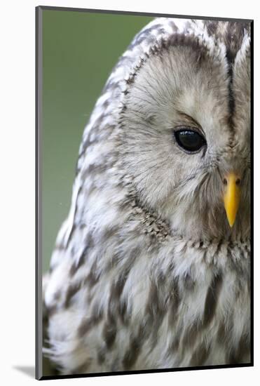 Ural Owl (Strix Uralensis) Close-Up Portrait, Bergslagen, Sweden, June 2009-Cairns-Mounted Photographic Print