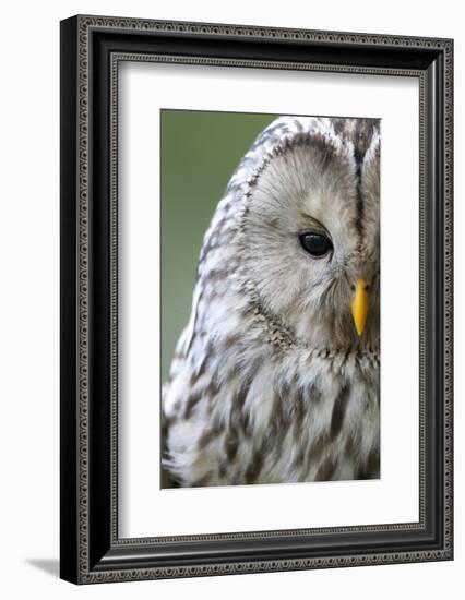 Ural Owl (Strix Uralensis) Close-Up Portrait, Bergslagen, Sweden, June 2009-Cairns-Framed Photographic Print